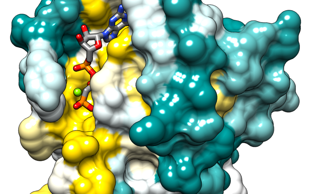 Cibler une famille de protéines importante pour le développement du cancer en utilisant des macromolécules intracellulaires