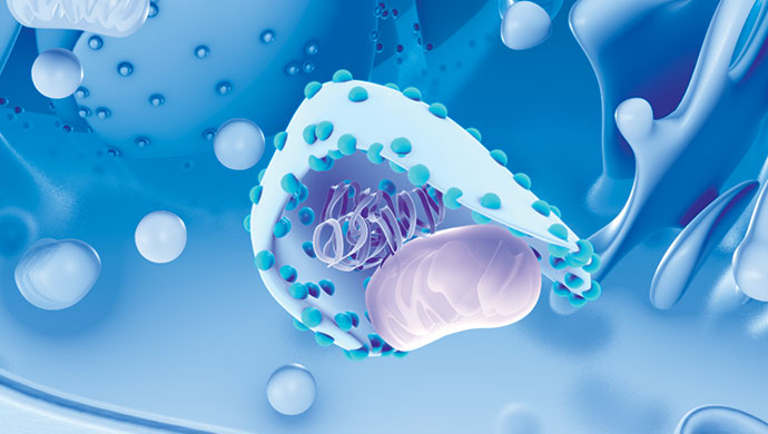 Role of autophagy in response to targeted therapy in ALK+ lymphoma