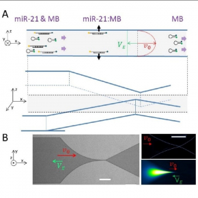 Rapid detection of a cancer biomarker by a microfluidic chip