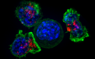 Résister à l’attaque des lymphocytes T : mécanismes de défense et de réparation intrinsèques aux cellules tumorales