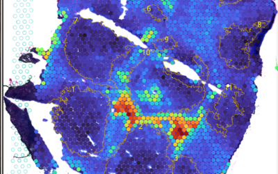 Single-cell spatial explorer a software to  to analyse the cells characteristics in relation with their position in any kind of biological tissue
