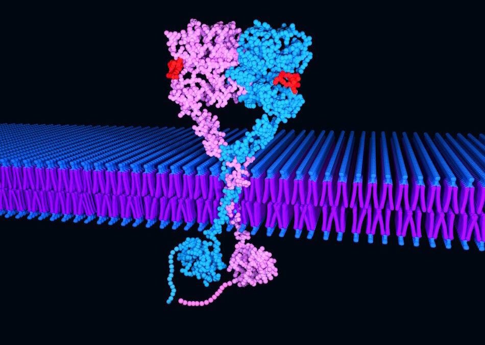 Une nouvelle technologie très sensible pour détecter rapidement des mutations du récepteur de l’EGF