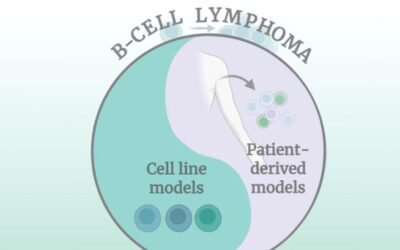 Adieu à une vision simplifiée de la biologie du lymphome B
